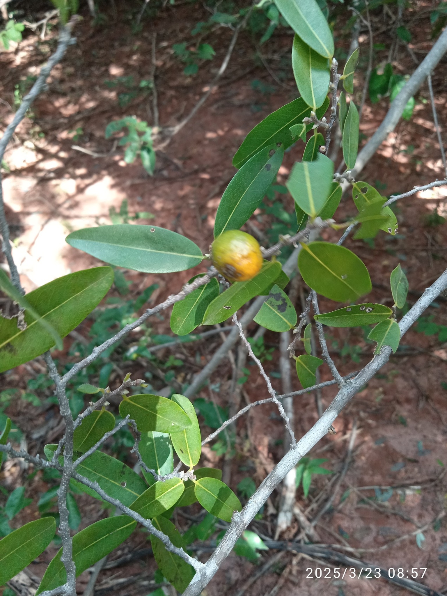 Annona aff. leptopetala  - 1 fresh seed / 1 frischer Samen