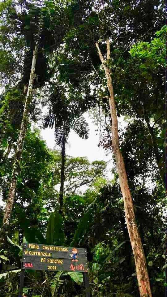 Plinia costaricensis - 1 germinated seed / 1 gekeimter Samen Plinia costaricensis - 1 germinated seed / 1 gekeimter Samen