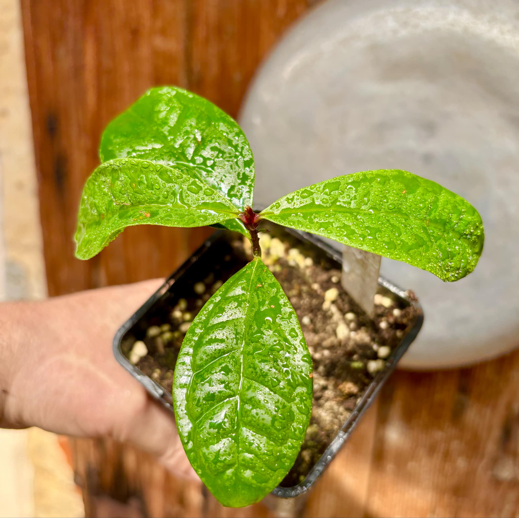 Syzygium siamense - 1 potted plant / 1 getopfte Pflanze