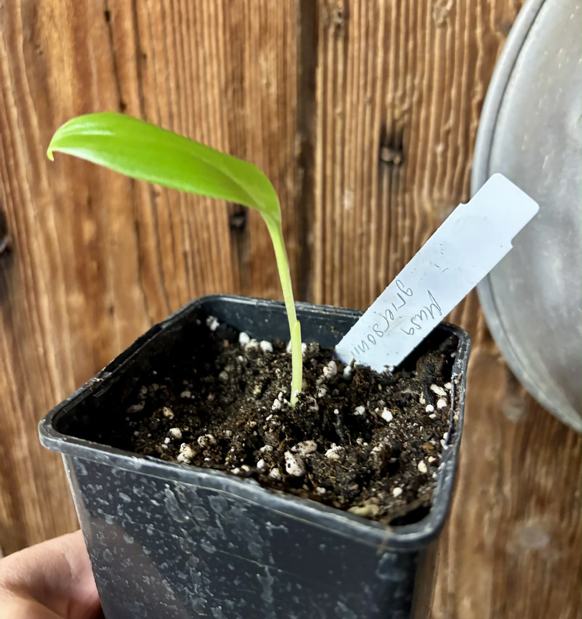 Musa griersonii - 1 small potted seedling / 1 kleiner, getopfter Sämling