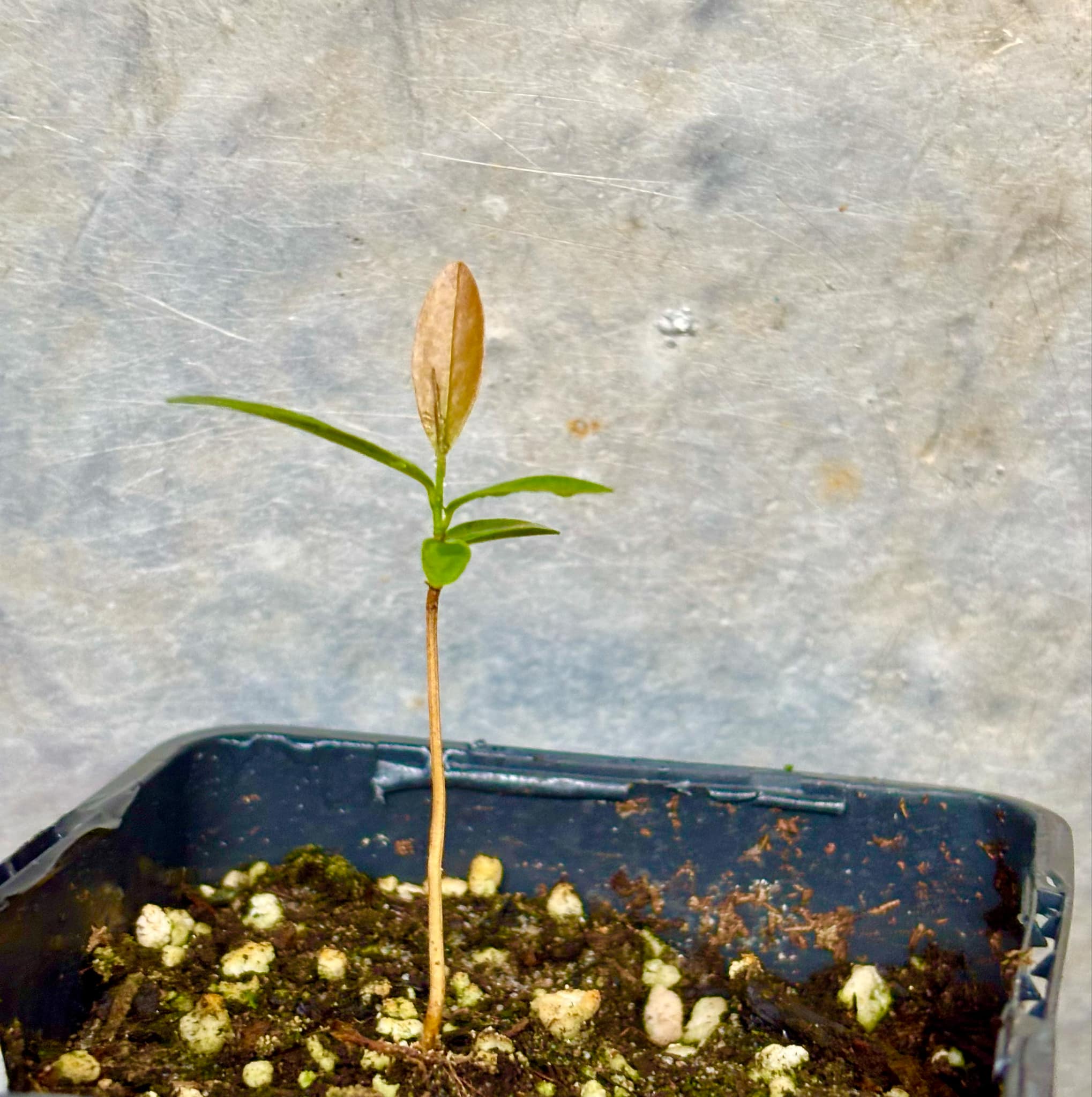 Duguetia sp Ceara - 1 small potted seedling / 1 kleiner, getopfter Sämling