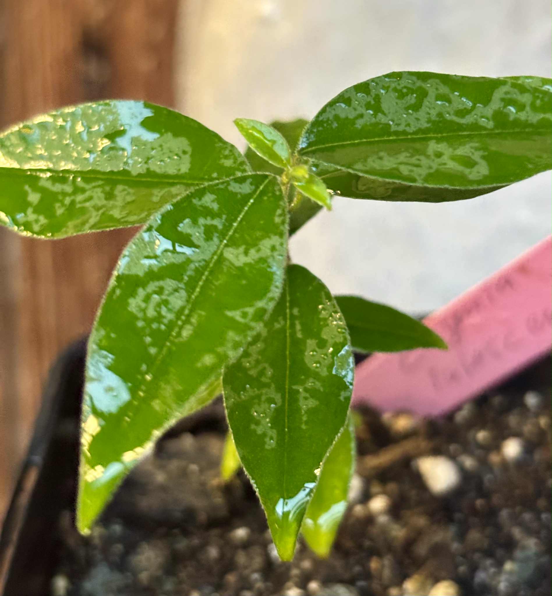 Uvaia do Campo - Eugenia lutescens -  1 potted seedling / 1 getopfter Sämling