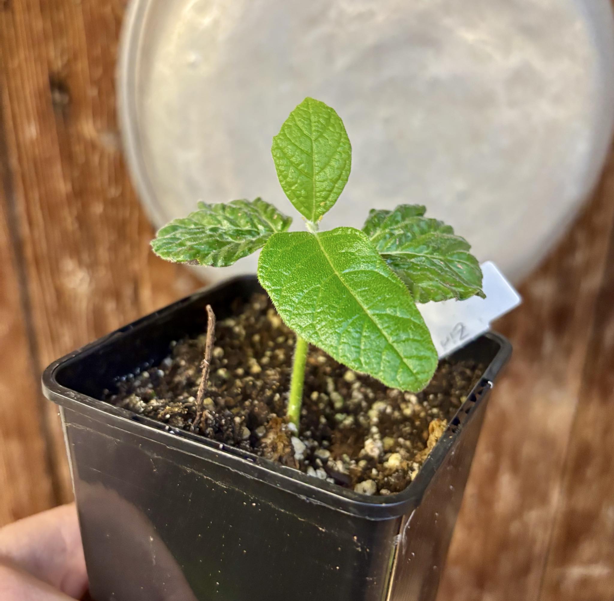 Zirikote (Cordia dodecandra) - 1 small potted seedling / 1 kleiner, getopfter Sämling Zirikote (Cordia dodecandra) - 1 small potted seedling / 1 kleiner, getopfter Sämling