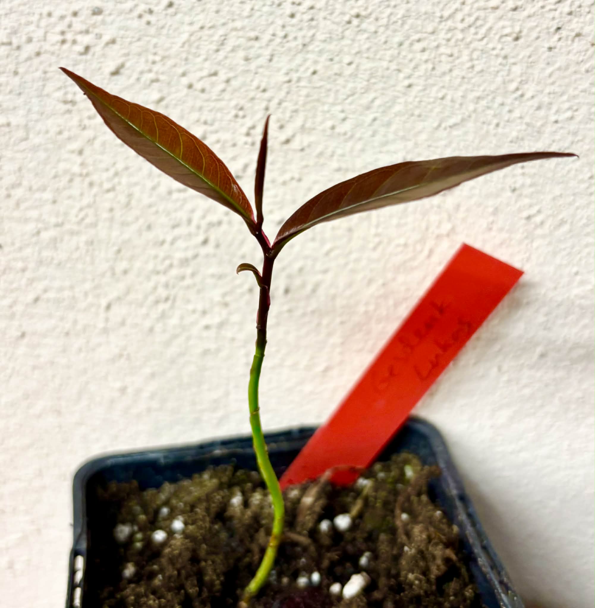 Bloodwood (Brosimum rubescens) - 1 potted plant / 1 getopfte Pflanze