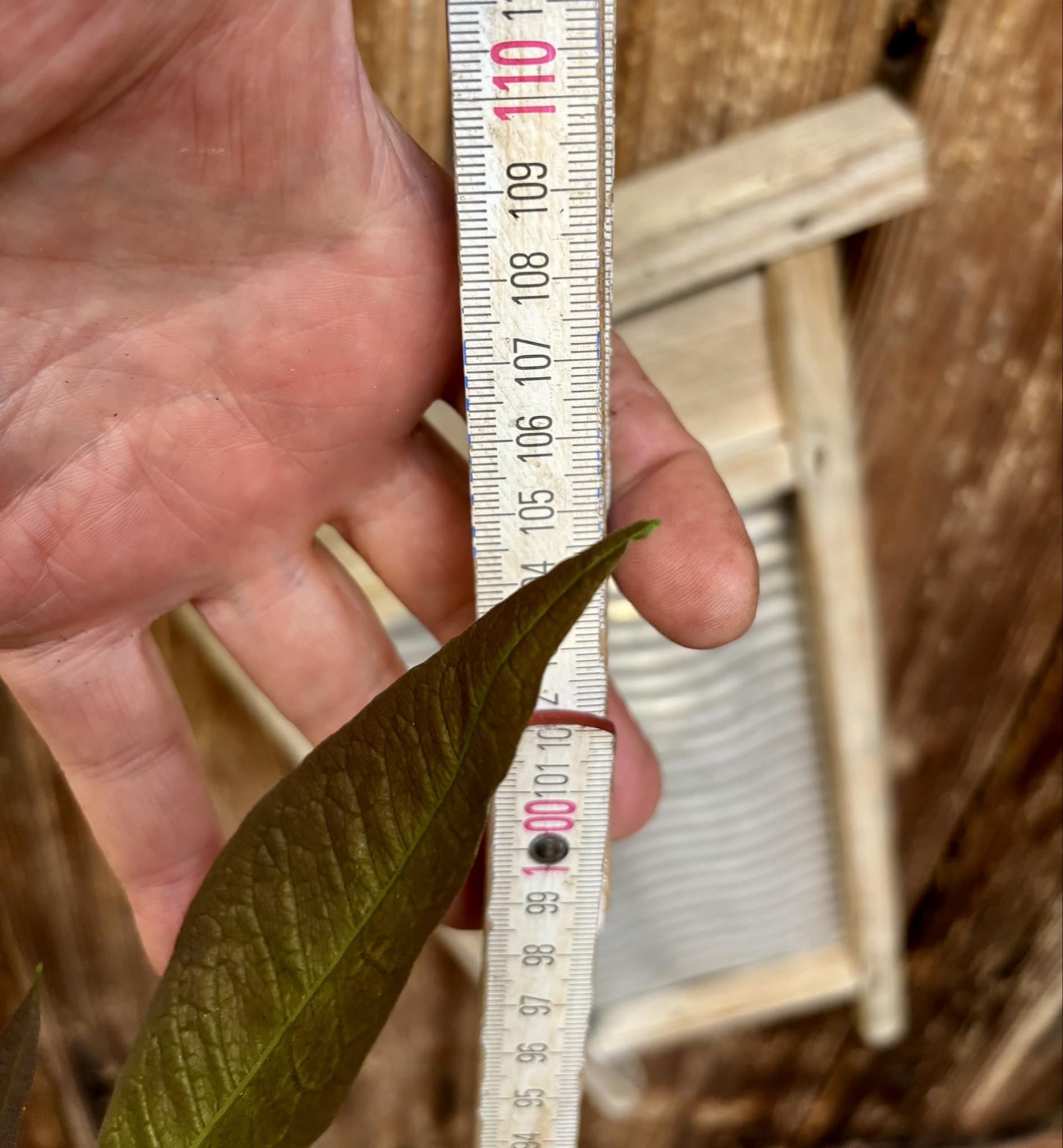 Sandpaper Vine (Petrea volubilis)  - 1 potted plant / 1 getopfte Pflanze