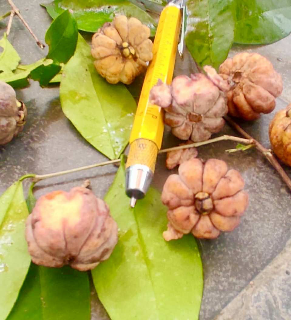 Eugenia sp Pitangao amarelo - 1 fresh seed / 1 frischer Samen