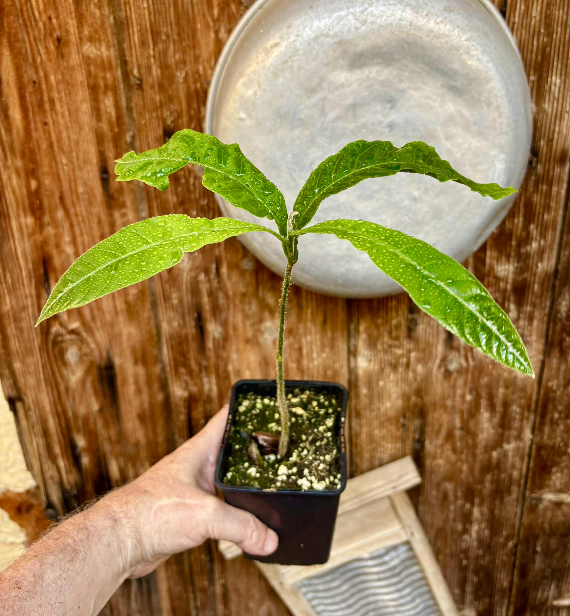 Abiu (Pouteria caimito) - 1 potted plant / 1 getopfte Pflanze