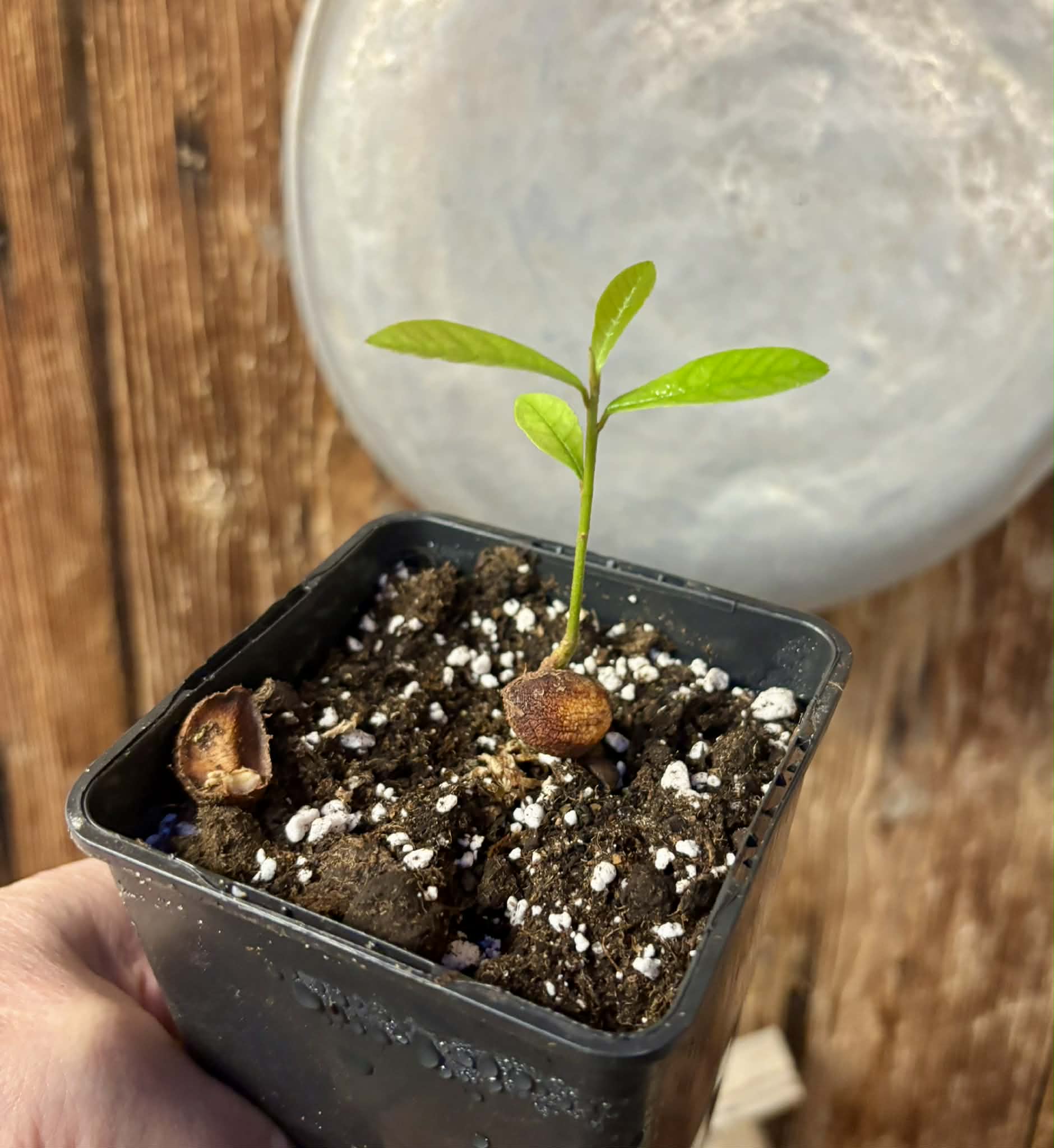 Pradosia sp Rondonia - 1 potted seedling / 1 getopfter Sämling