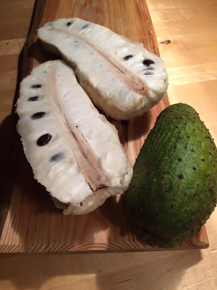 Annona muricata - Soursop / Stachelannone fiberless - 1 potted plant / 1 getopfte Pflanze