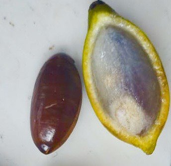Pouteria aff egregia  -  1 fresh seed / 1 frischer Samen