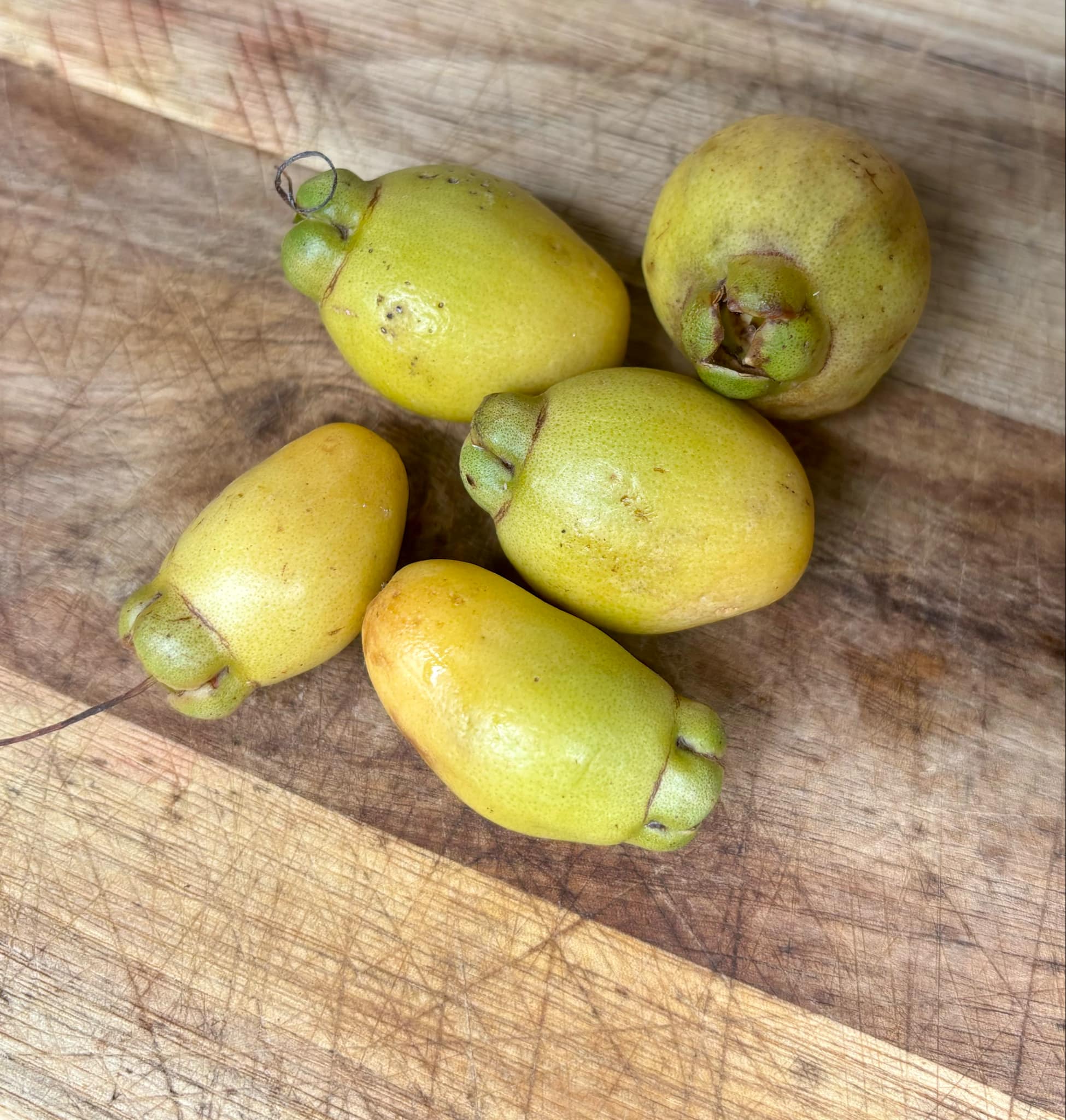 Rose Apple (Syzygium jambos) - 1 fresh seed / 1 frischer Samen Rose Apple (Syzygium jambos) - 1 fresh seed / 1 frischer Samen