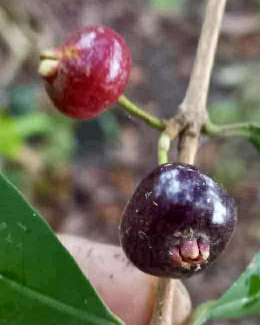 Eugenia sp Roxa do Rio - 1 fresh seed / 1 frischer Samen