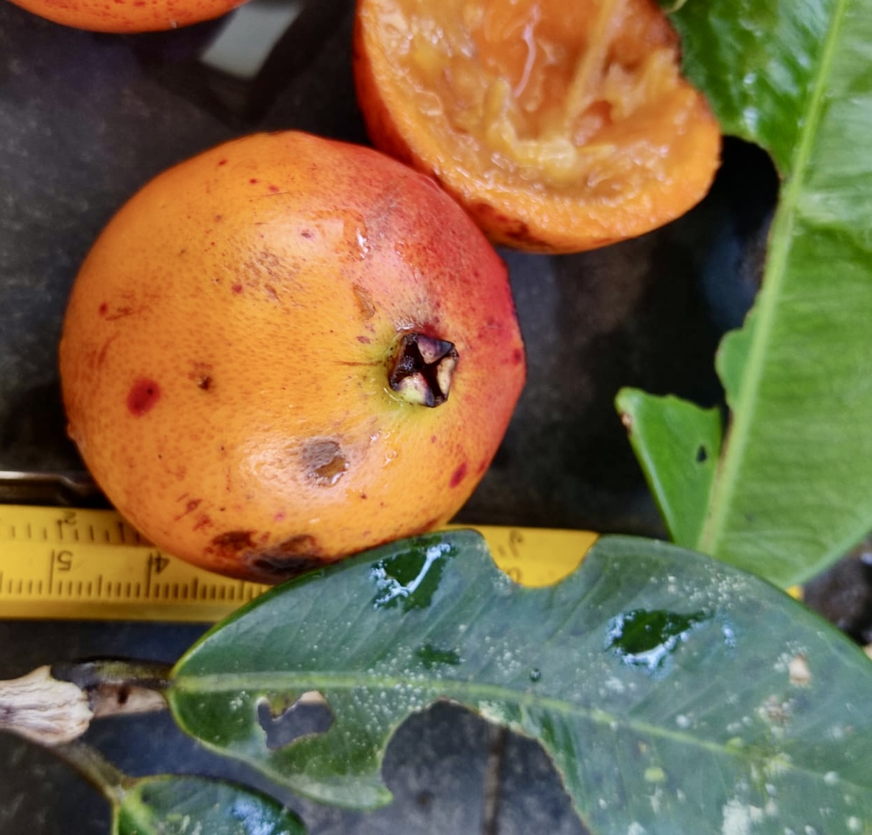 Plinia sp Cambuca vermelha - Rare exotic plant - Seltene exotische Pflanze