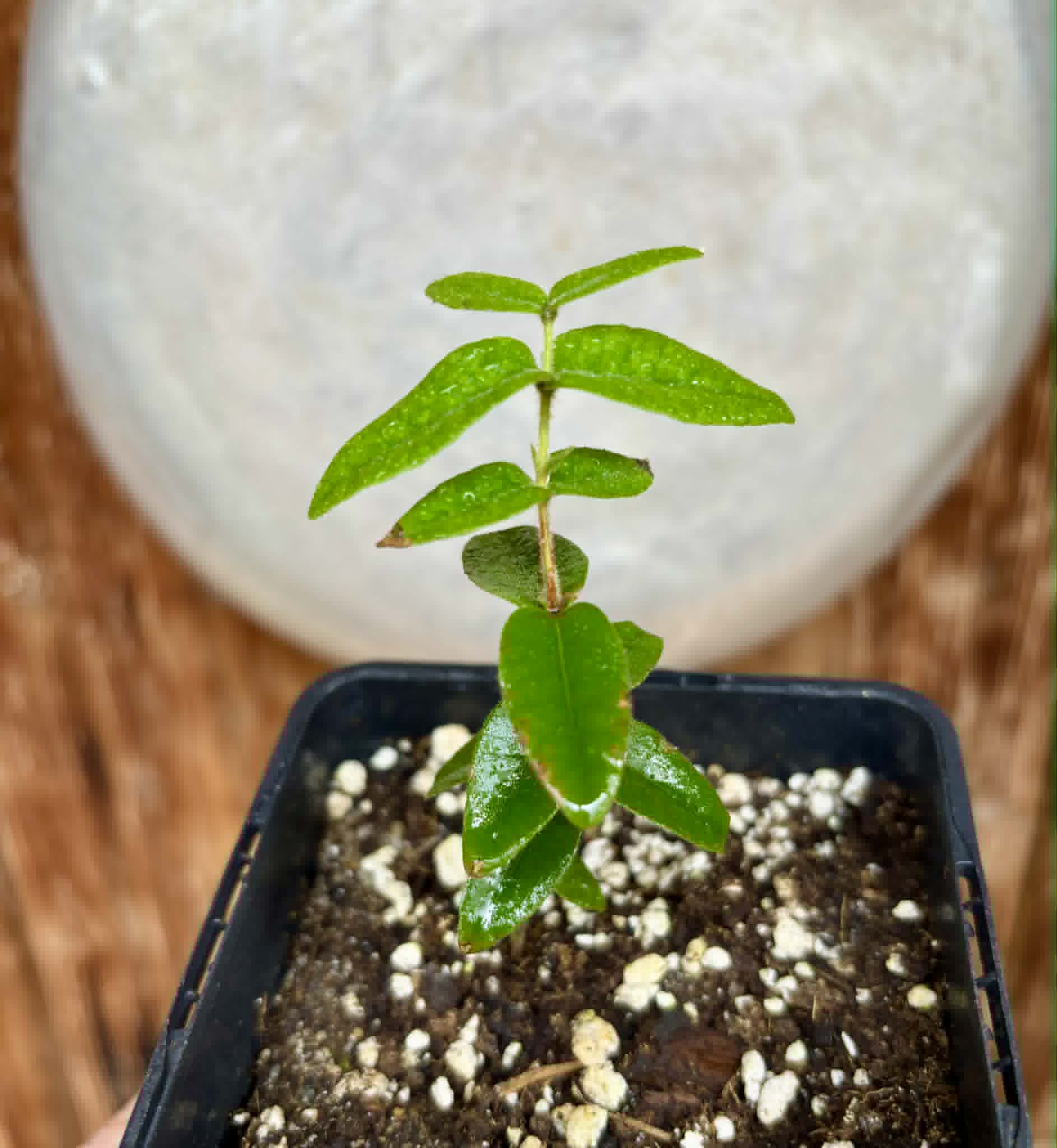 Myrciaria caerulescens (Roxa - Blue Guaquiea) - 1 potted seedling / 1 getopfter Sämling