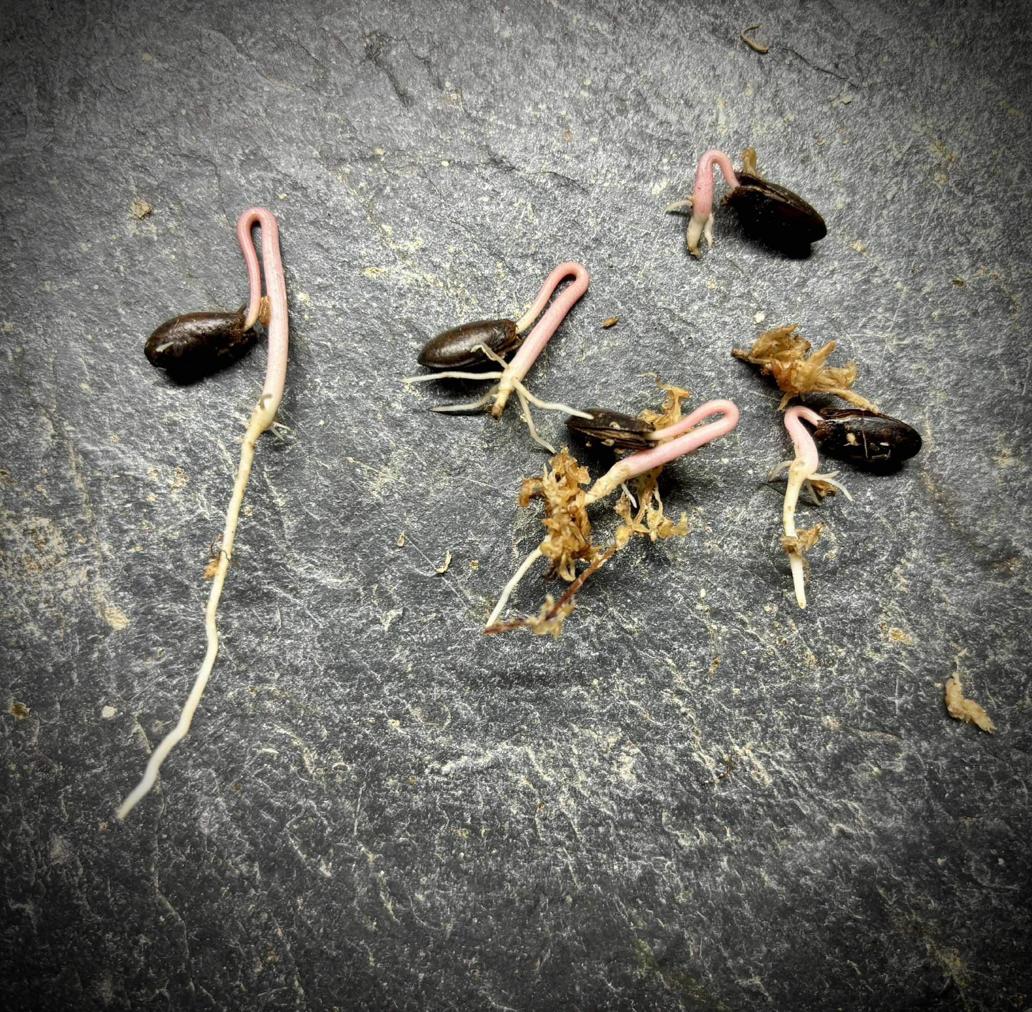 Annona reticulata var Ruby Heart- 1 germinated seed / 1 gekeimter Samen