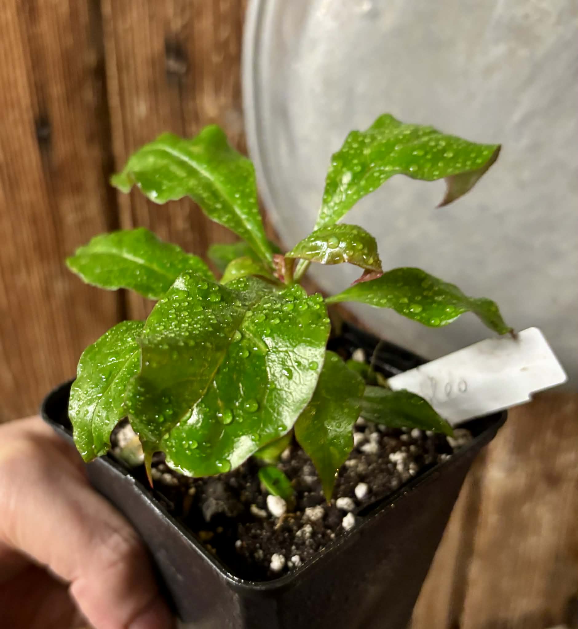 Rooted cutting - Pereskia bleo - Leuenbergeria bleo - 1 potted plant / 1 getopfte Pflanze