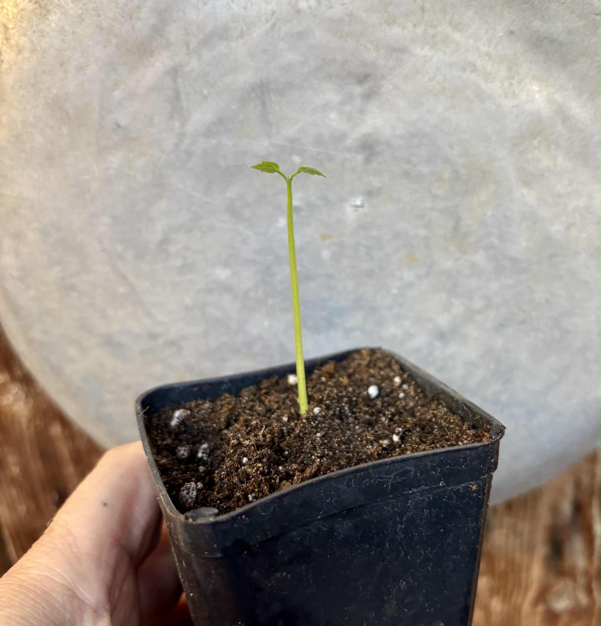 Psiguria umbrosa - 1 small potted seedling / 1 kleiner, getopfter Sämling