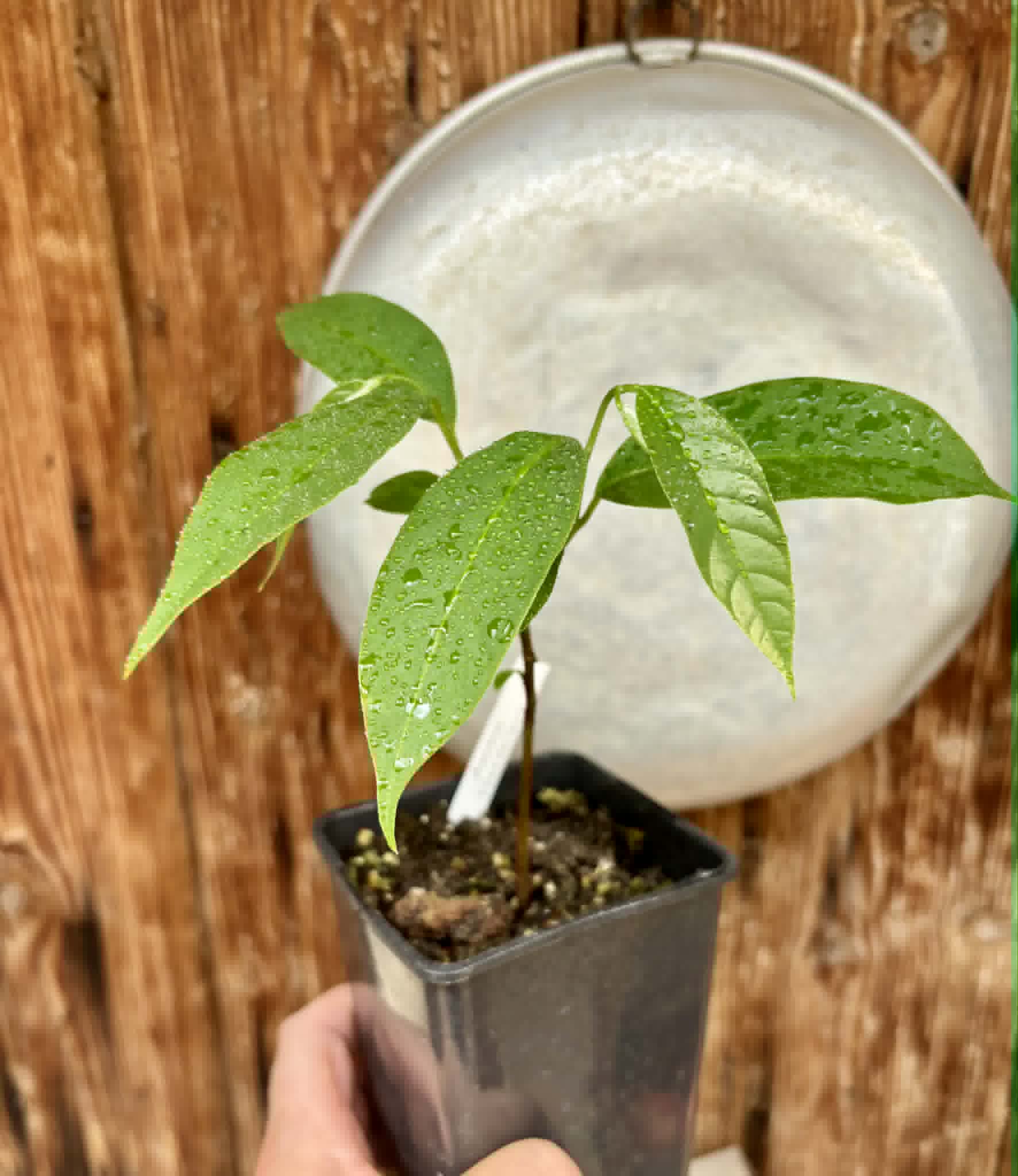 Annona rensoniana  - 1 potted seedling / 1 getopfter Sämling