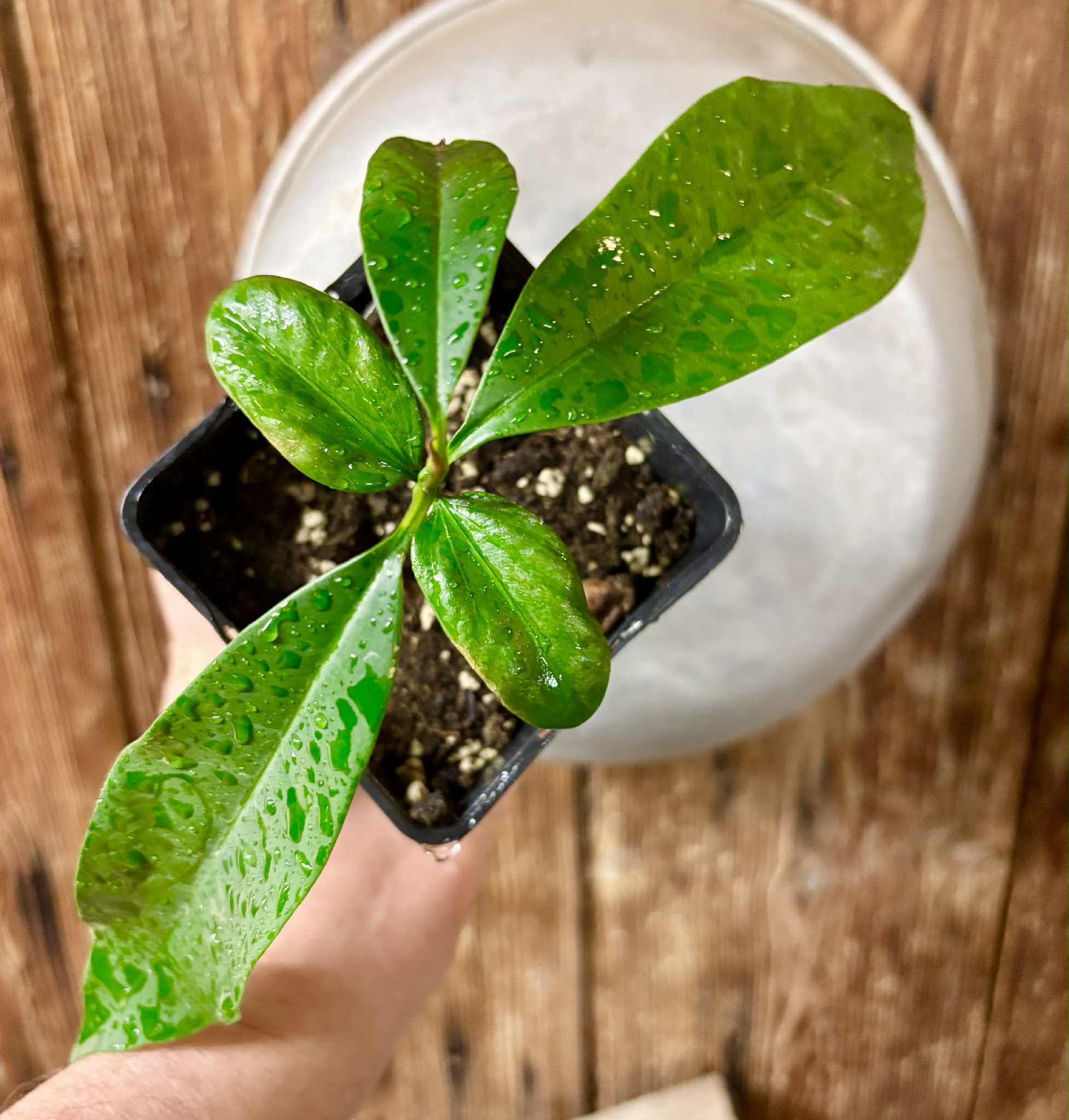 Aquai (Chrysophyllum gonocarpum)  -  1  potted seedling / 1 getopfter Sämling