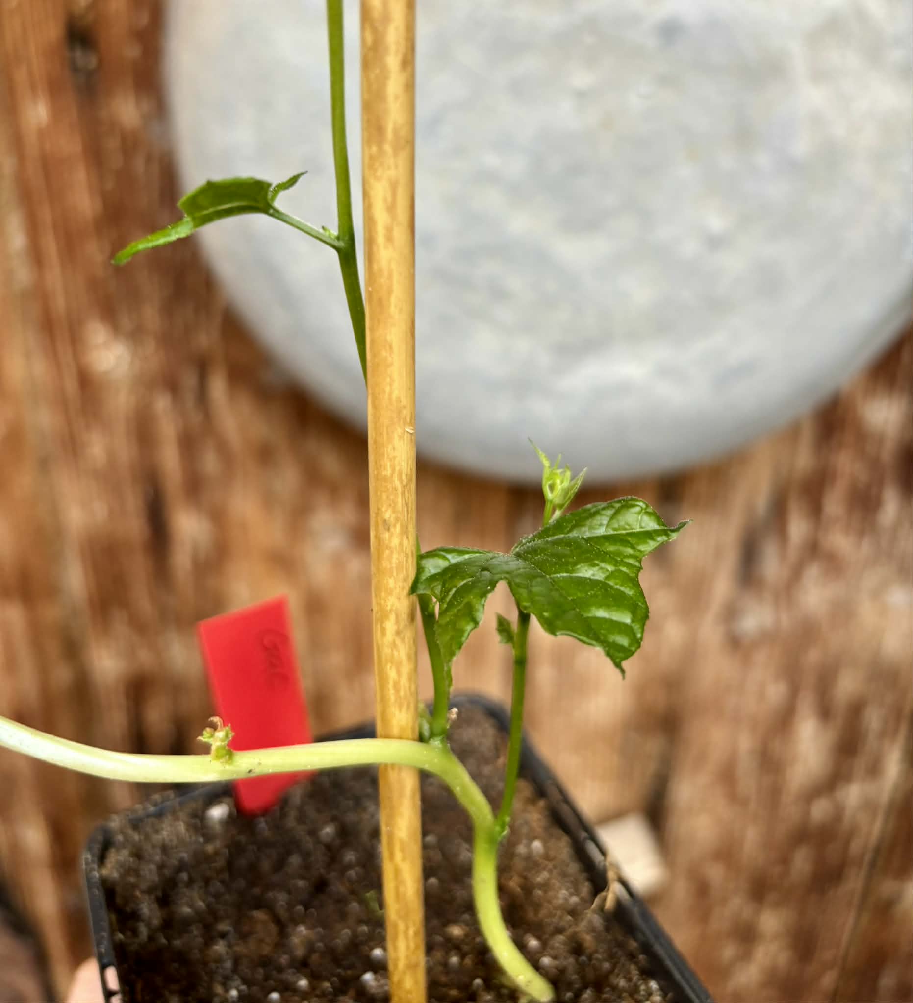 Momordica cochinchinensis - Gac fruit - 1 potted plant / 1 getopfte Pflanze