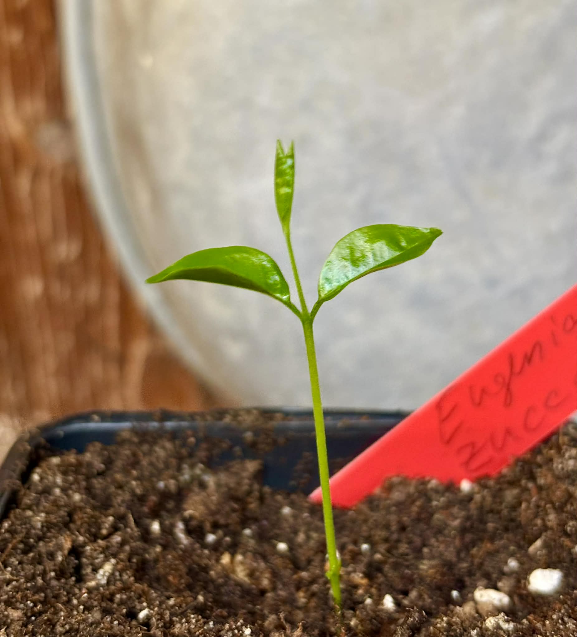 Eugenia zuccarini - 1 potted seedling / 1 getopfter Sämling