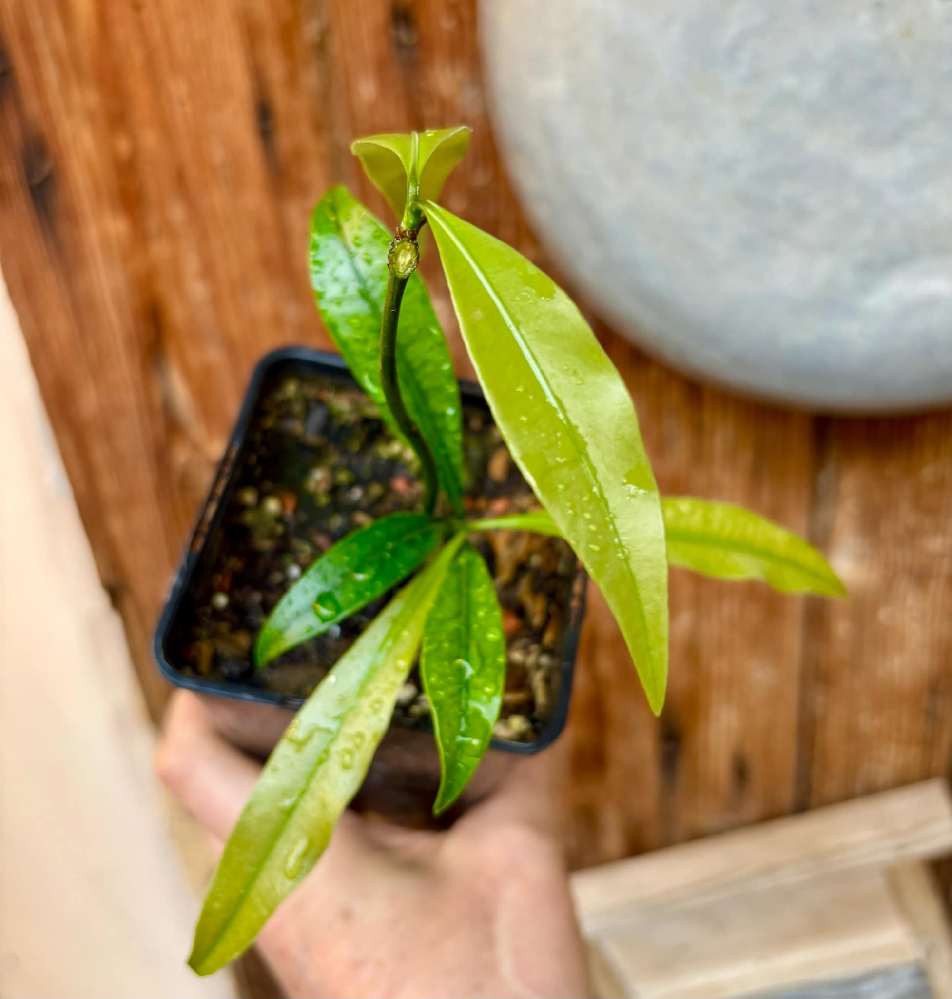 Lemon Drop Mangosteen (Garcinia intermedia) - 1 potted plant / 1 getopfte Pflanze