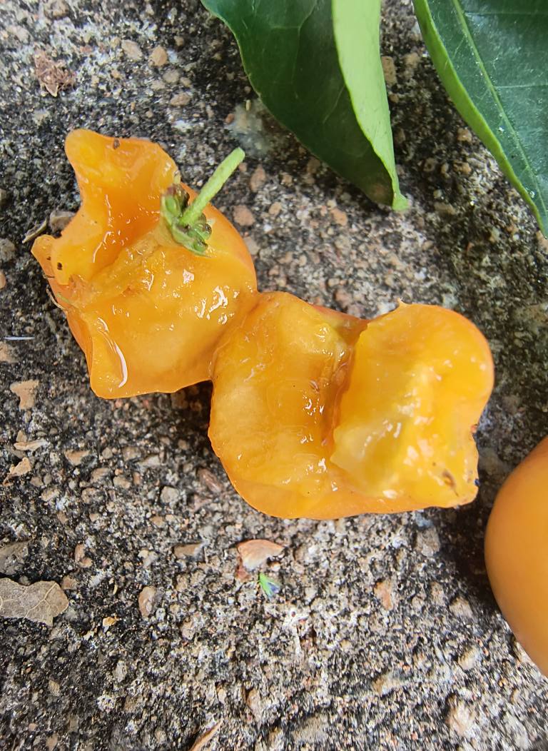 Yellow Acerola (Malpighia glabra) - 1 fresh seed / 1 frischer Samen