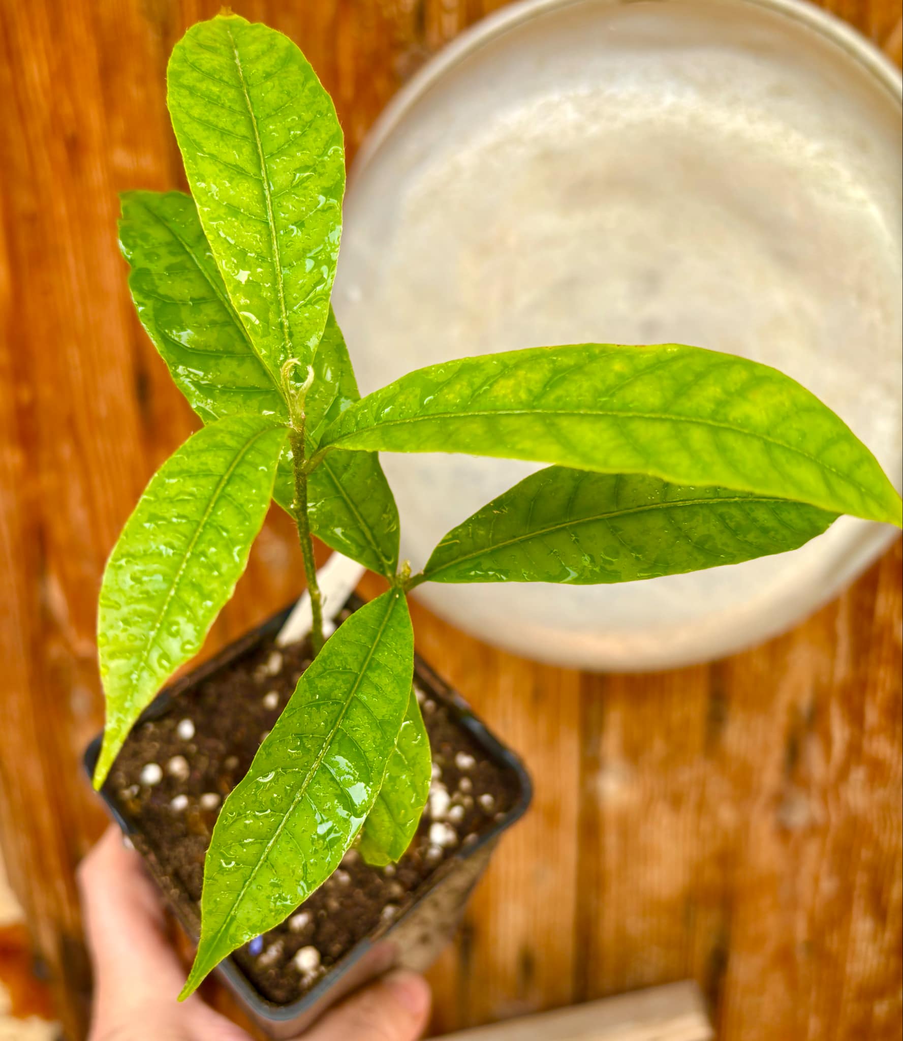 two out of one seed - Abiu (Pouteria caimito) Nr. 2 - 1 potted plant / 1 getopfte Pflanze
