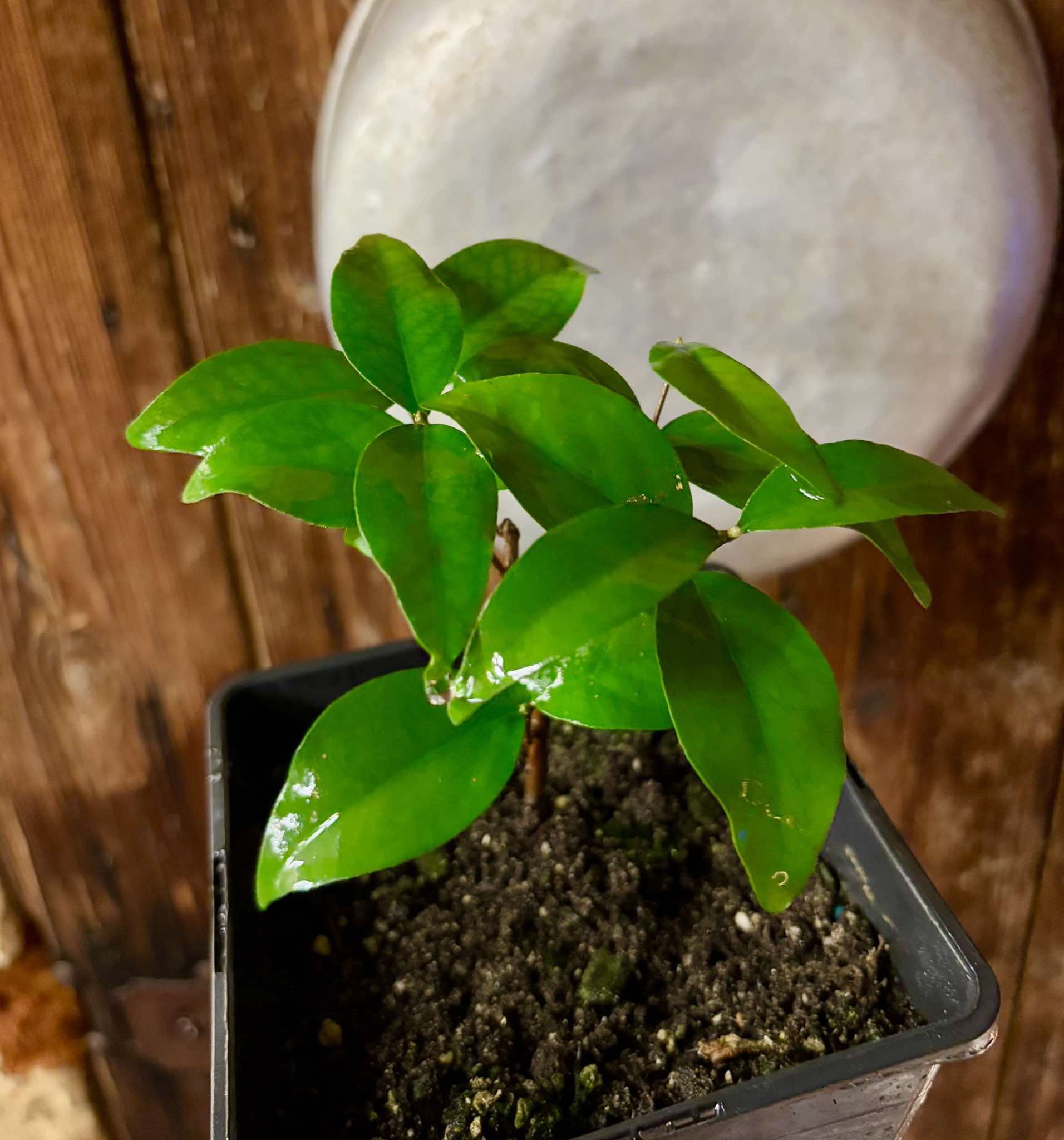 Eugenia sp Laranja Serralandia - 1 potted plant / 1 getopfte Pflanze