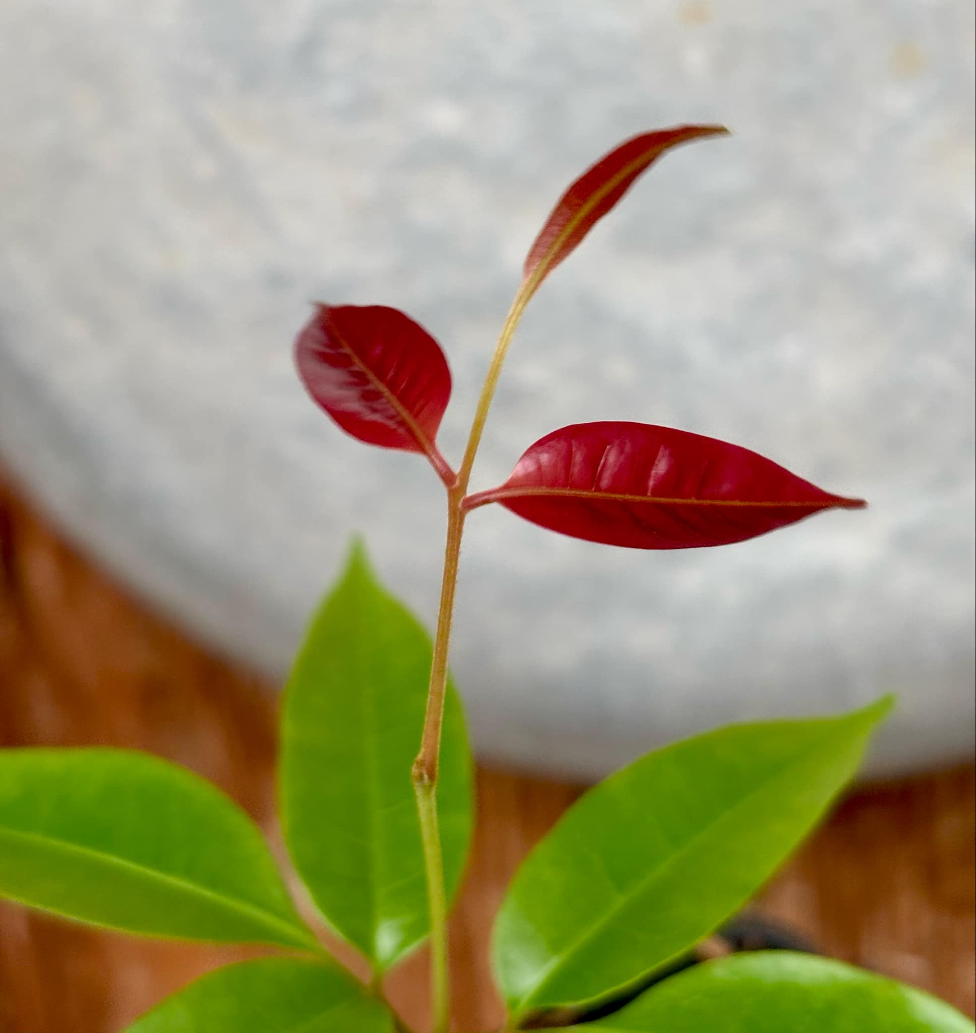 Talisia cerasina - 1 potted seedling / 1 getopfter Sämling