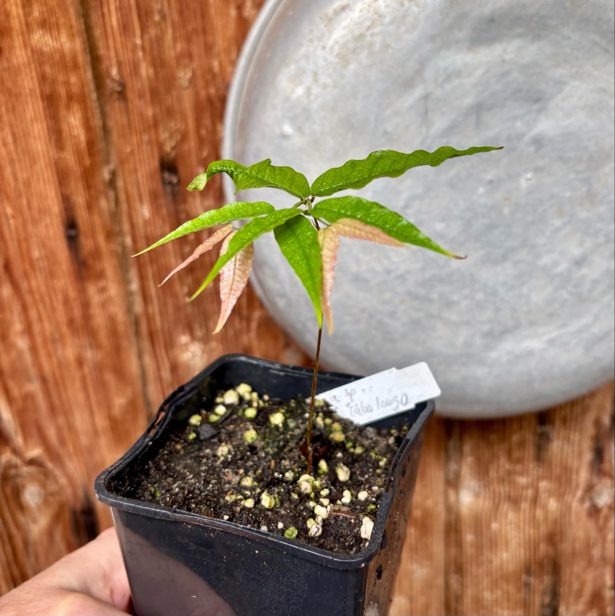 Jaboticaba - Plinia sp Rajada Cabo longo verde - 1 small potted seedling / 1 kleiner, getopfter Sämling Jaboticaba - Plinia sp Rajada Cabo longo verde - 1 small potted seedling / 1 kleiner, getopfter Sämling