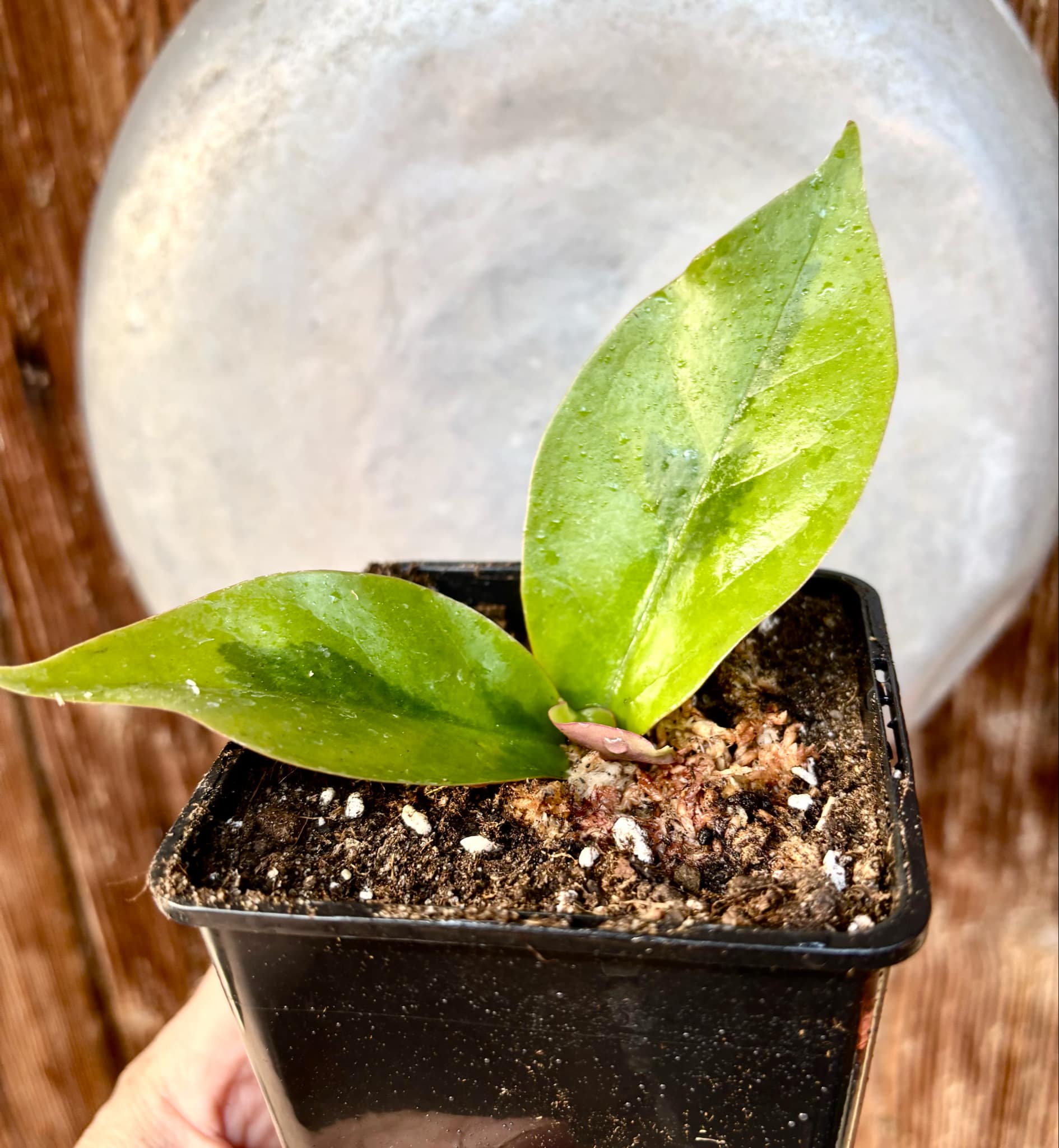 Variegated Barbados Gooseberry - (Pereskia aculeata) - 1 potted plant / 1 getopfte Pflanze