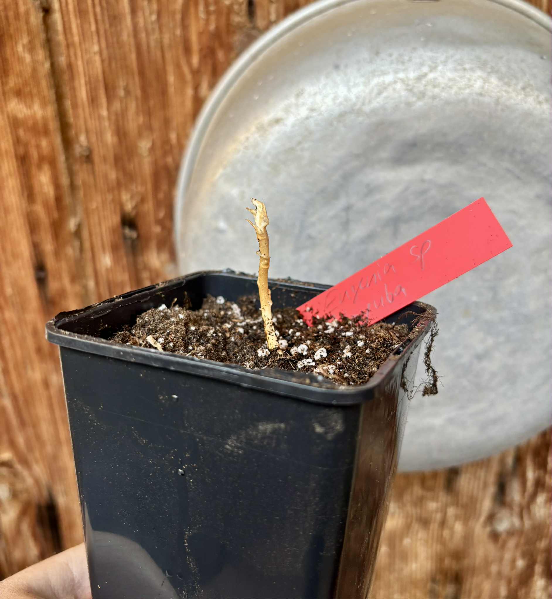 Eugenia sp Itayuba - 1 potted seedling / 1 getopfter Sämling