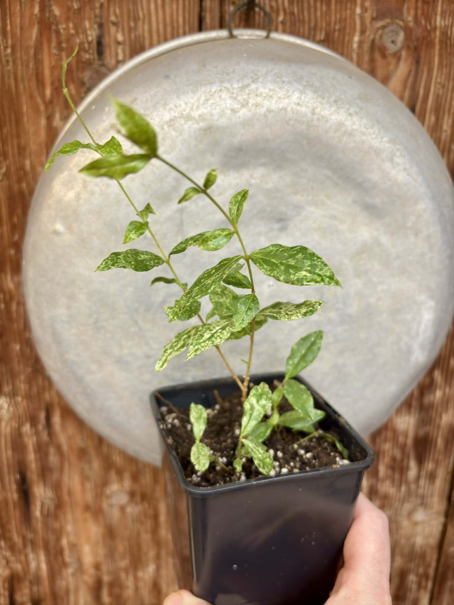 Nr.3 from flowering mother plant - variegated Acerola (Malpighia glabra) - 1 potted rooted cutting / 1 getopfter, bewurzelter Steckling   