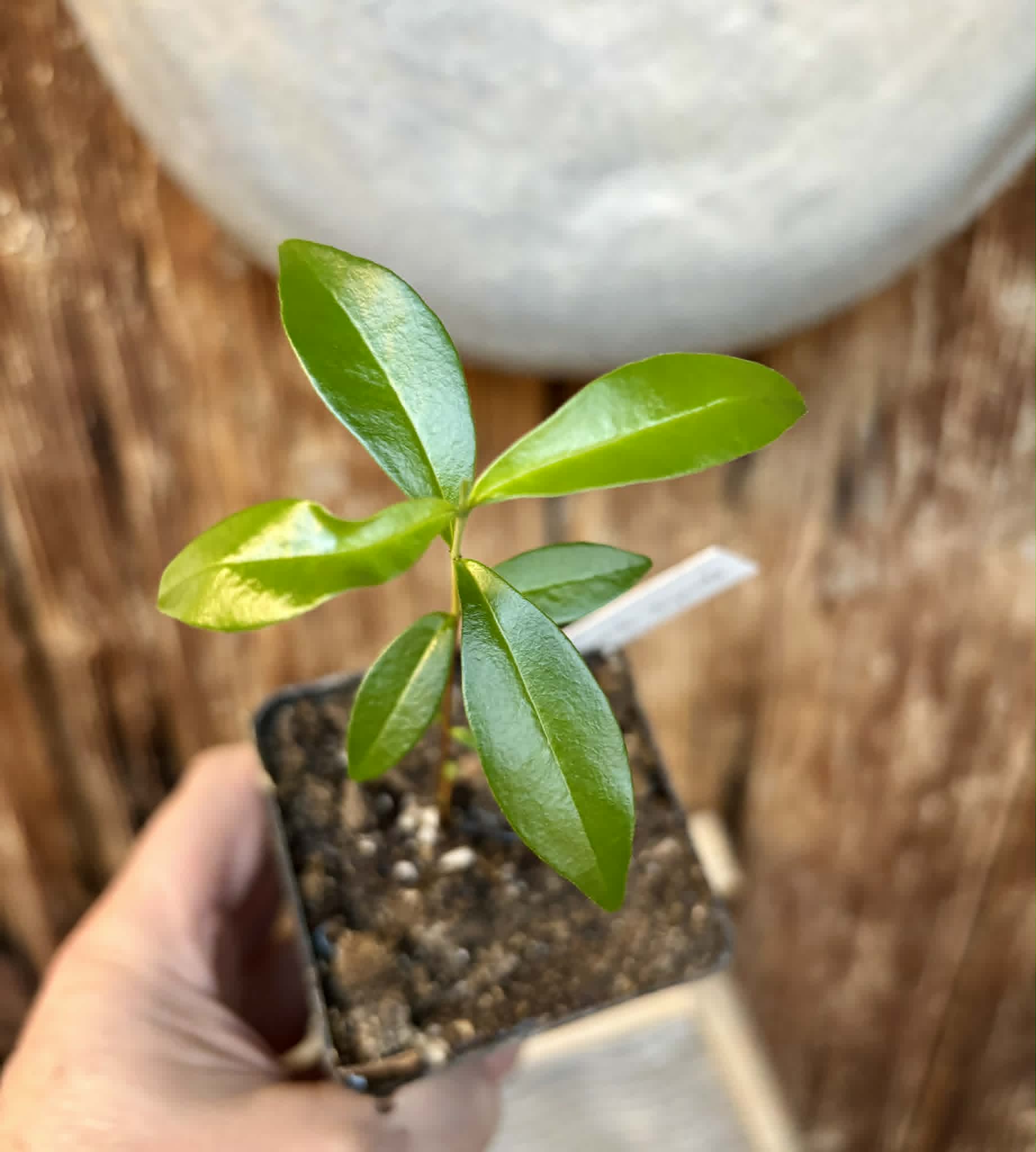 Cherry of Rio Grande var. Gigante (Eugenia involucrata) - 1 potted seedling / 1 getopfter Sämling