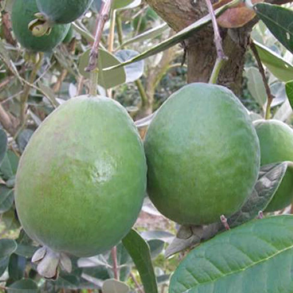 4 years old - Feijoa (Acca sellowiana)  - 1 potted plant / 1 getopfte Pflanze