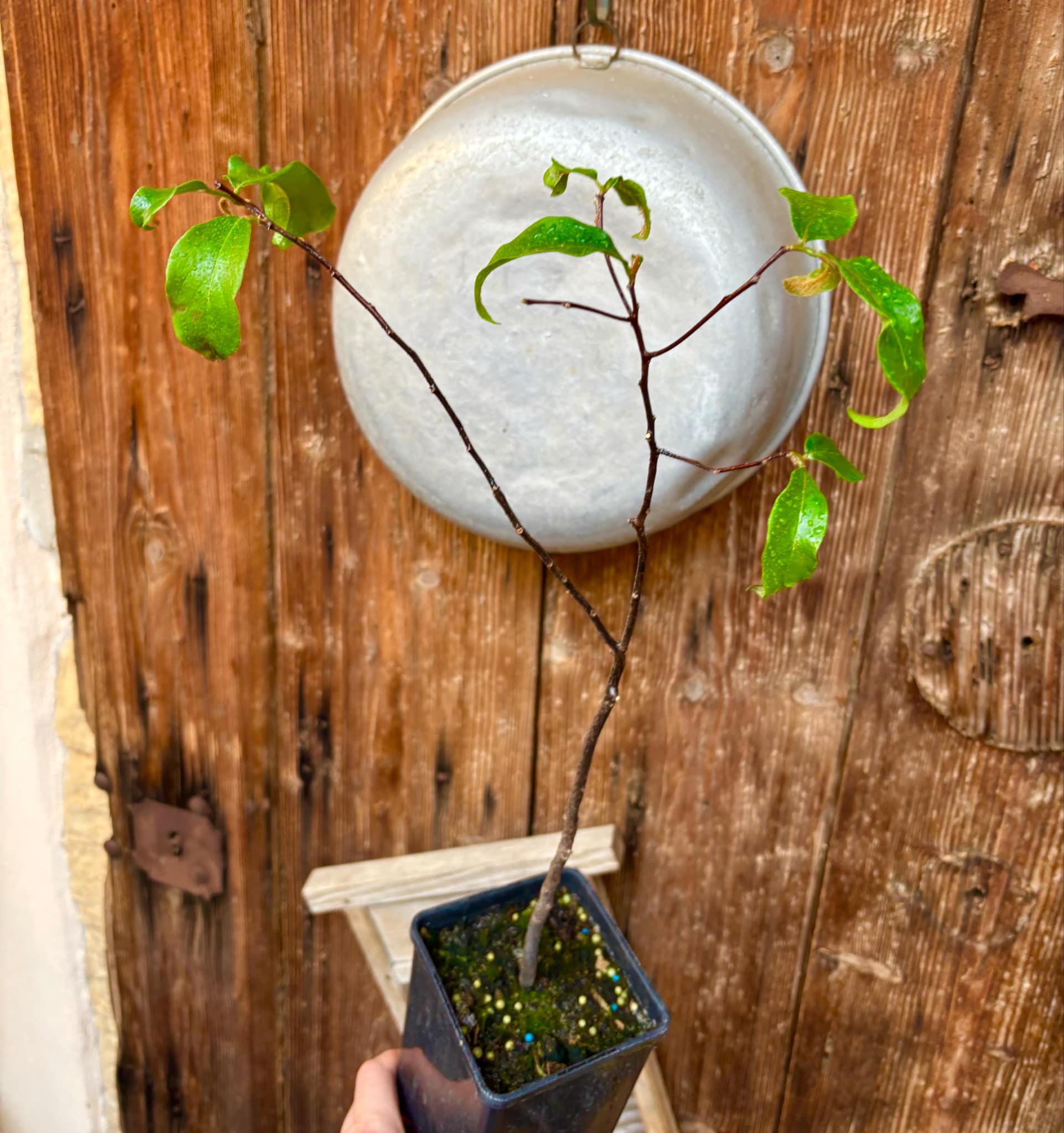 Gold Apple (Diospyros decandra) - 1 potted plant / 1 getopfte Pflanze