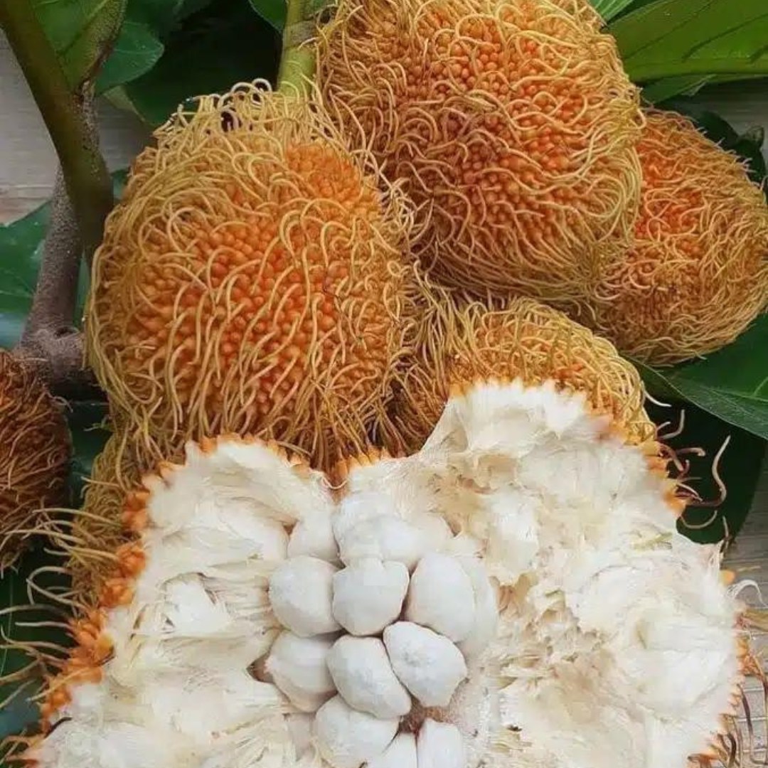 Pedalai (Artocarpus sericicarpus) - 1 germinated seed / 1 gekeimter Samen