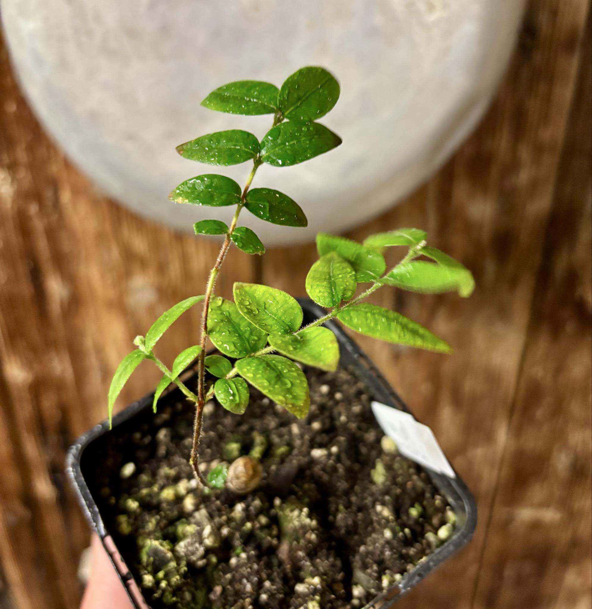 Myrciaria pilosa -  1 small potted seedling  / 1 kleiner getopfter Sämling Myrciaria pilosa -  1 small potted seedling  / 1 kleiner getopfter Sämling