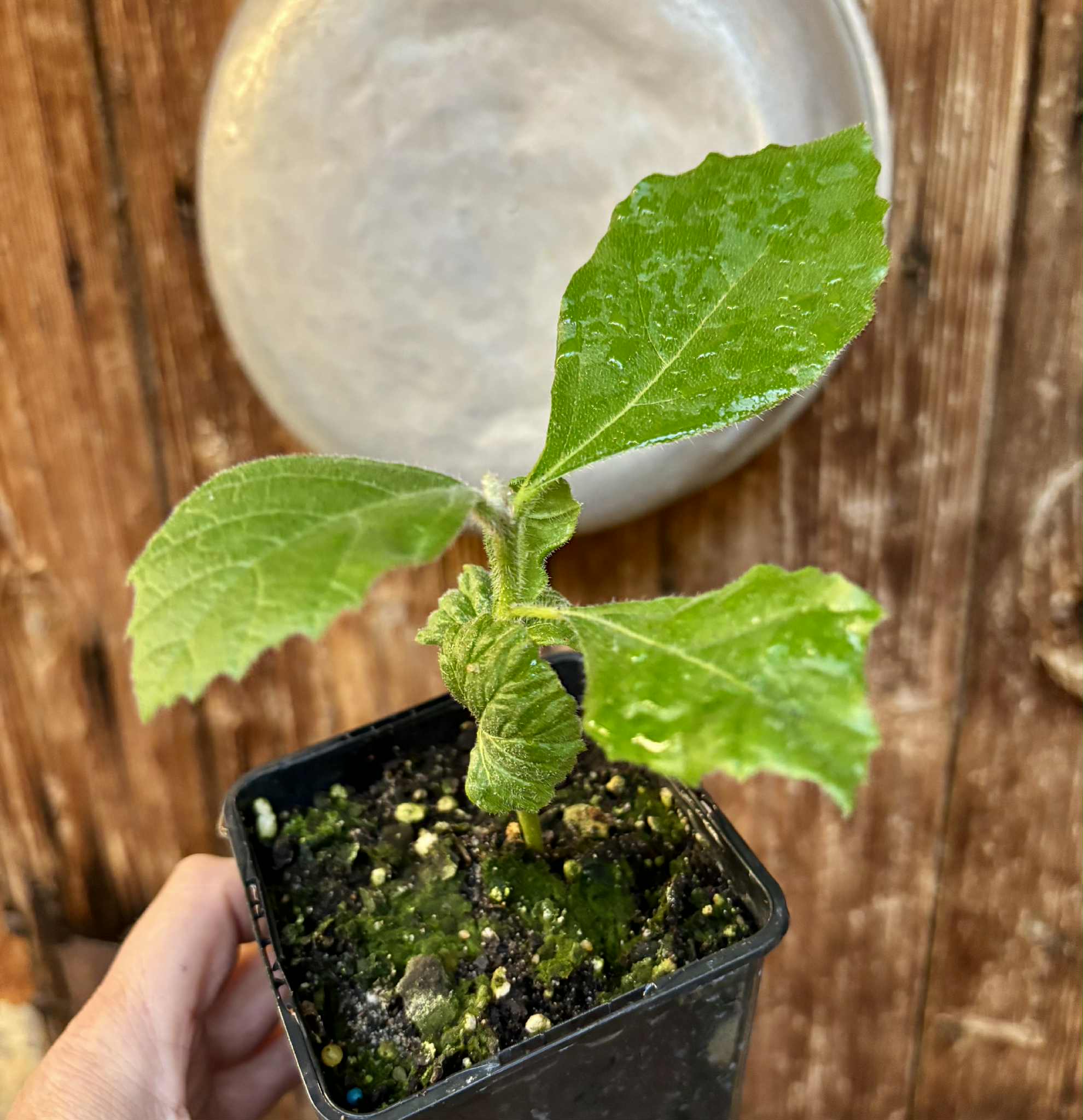 Zirikote (Cordia dodecandra) - 1 potted seedling / 1 getopfter Sämling