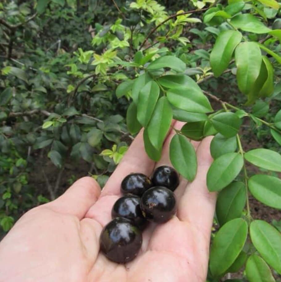 Plinia sp Caipirinha - 1 fresh seed / 1 frischer Samen