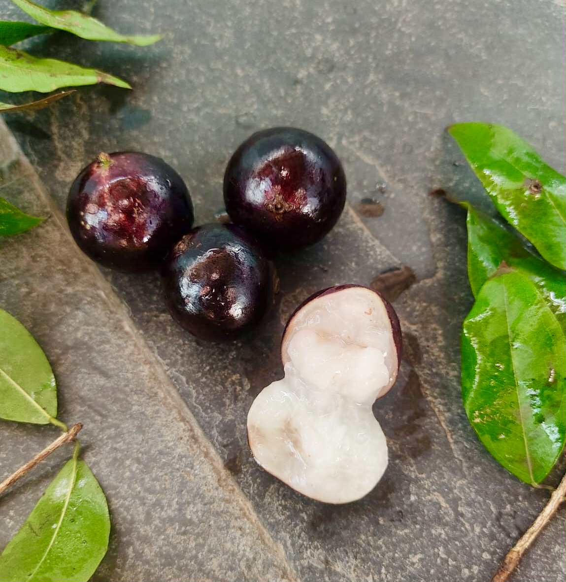 Plinia sp. do Frade - 1 fresh seed / 1 frischer Samen