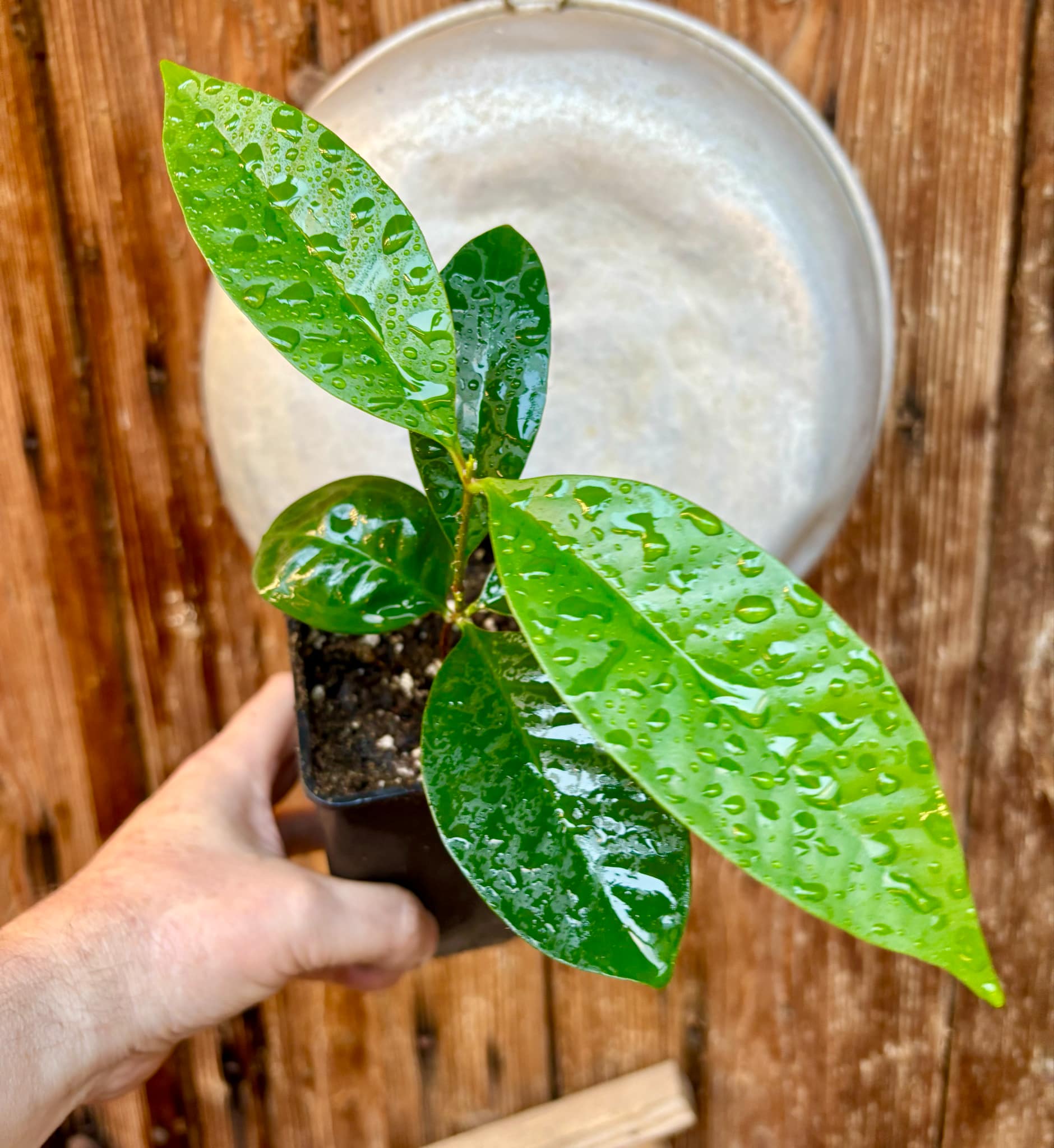 Syzygium angkae - 1 potted plant / 1 getopfte Pflanze