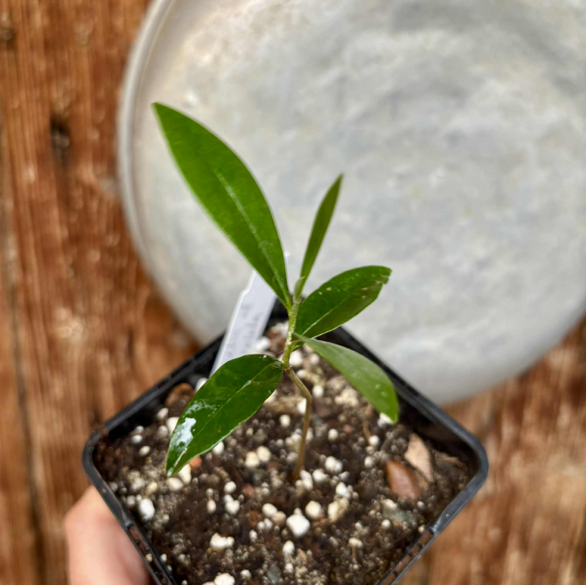 Duguetia aff. lanceolata - Pindauva Roxa -   1 potted plant / 1 getopfte Pflanze Duguetia aff. lanceolata - Pindauva Roxa -   1 potted plant / 1 getopfte Pflanze