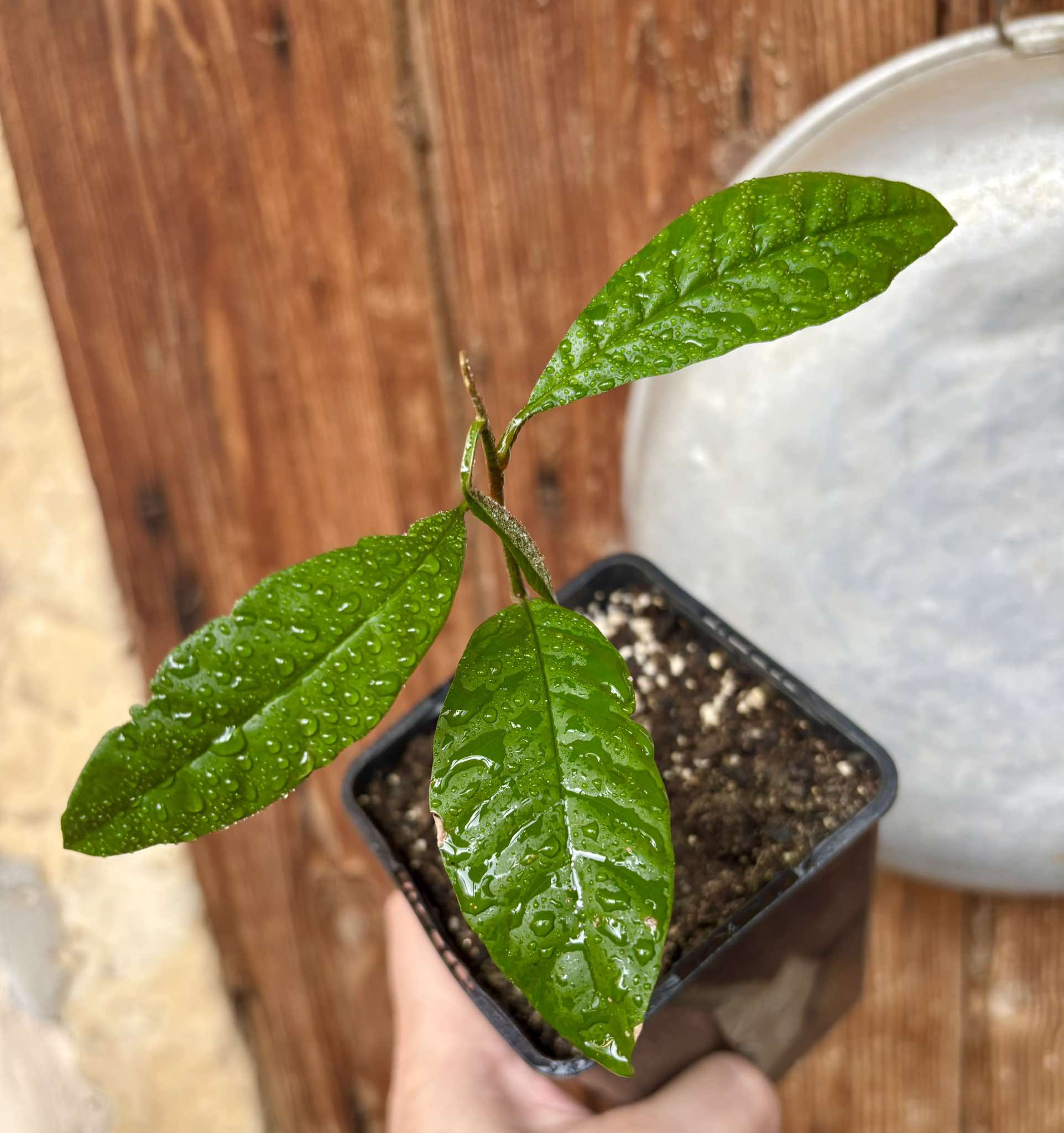 Aglaia korthalsii - 1 potted plant / 1 getopfte Pflanze