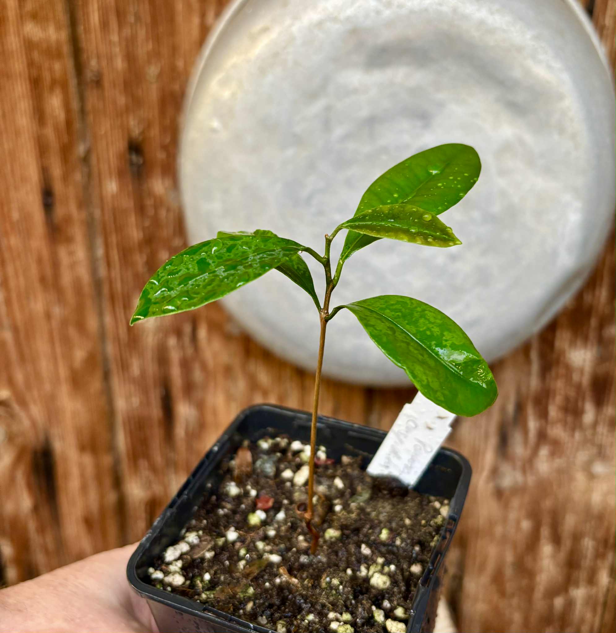 Pouteria cuspidata  -  1 small potted seedling / 1 kleiner, getopfter Sämling