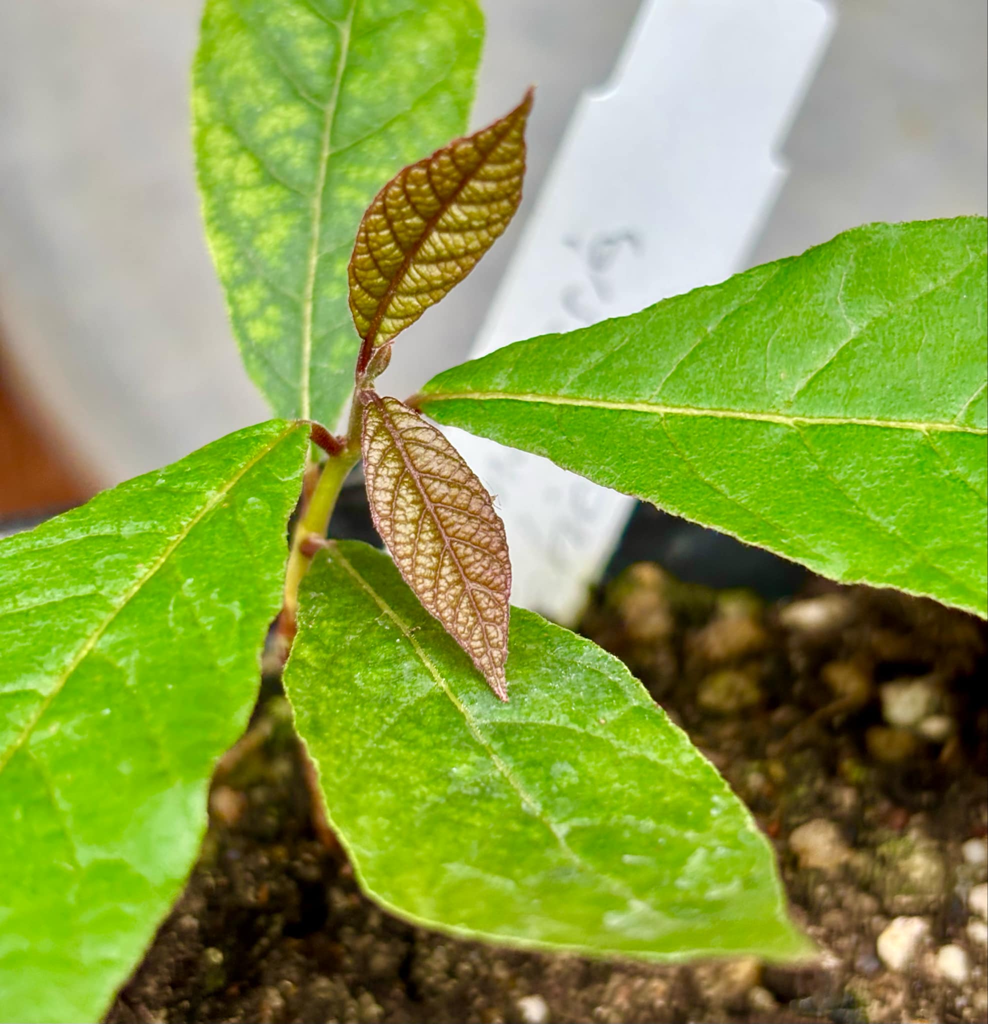 Campomanesia aromatica - Guabiraba - 1 small potted seedling / 1 kleiner, getopfter Sämling
