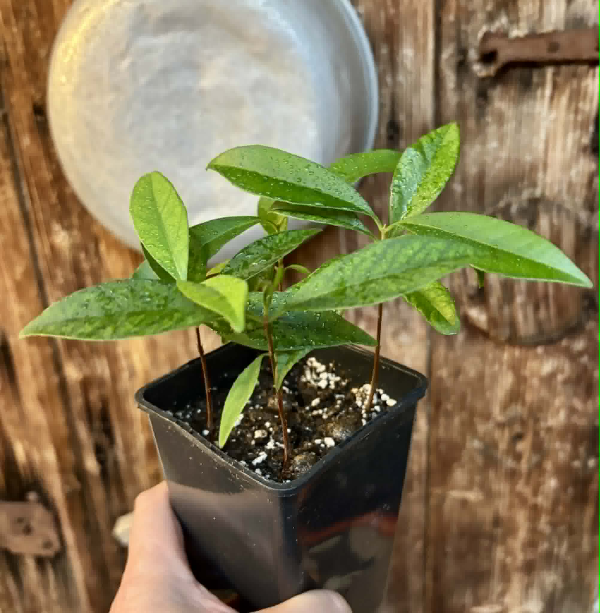 4 in 1 pot - Grumixama-açu (Eugenia villae-novae) - 4 seedlings in one pot / 4 Sämlinge in einem Topf
