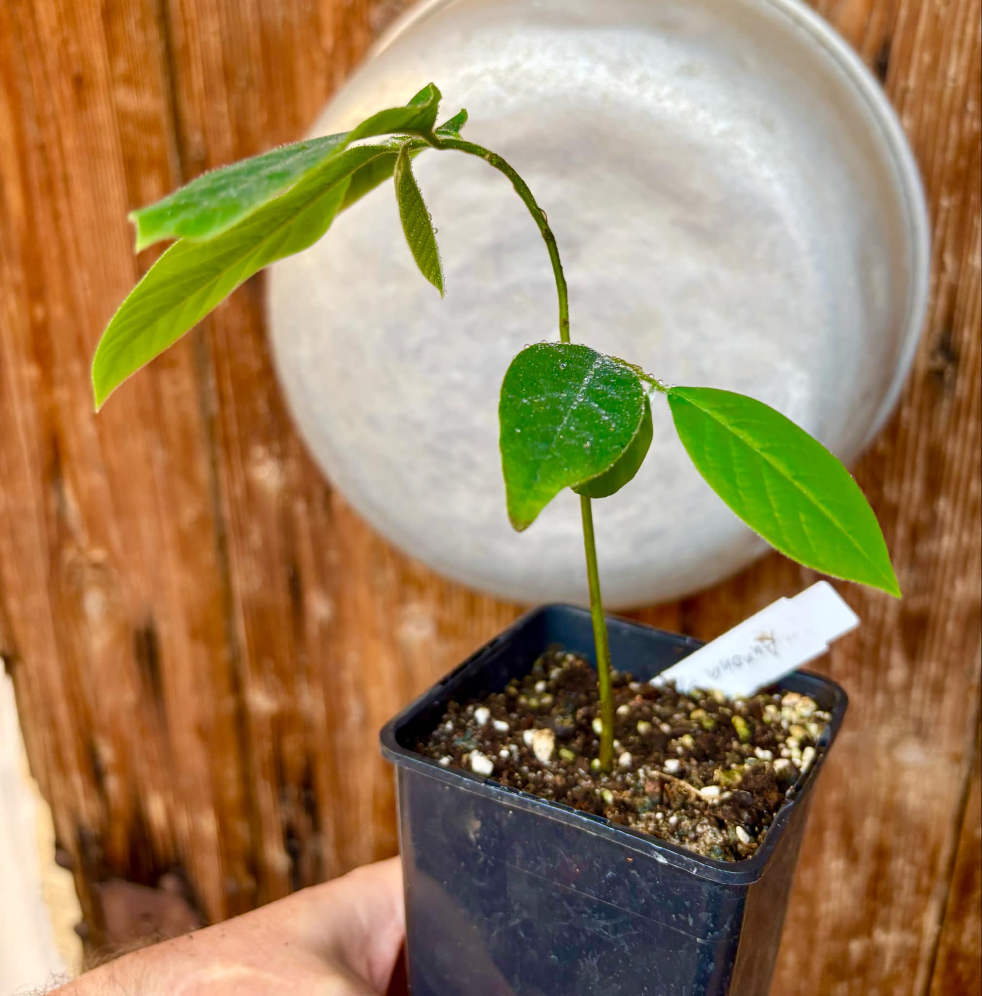 Annona sylvatica - 1 potted plant / 1 getopfte Pflanze