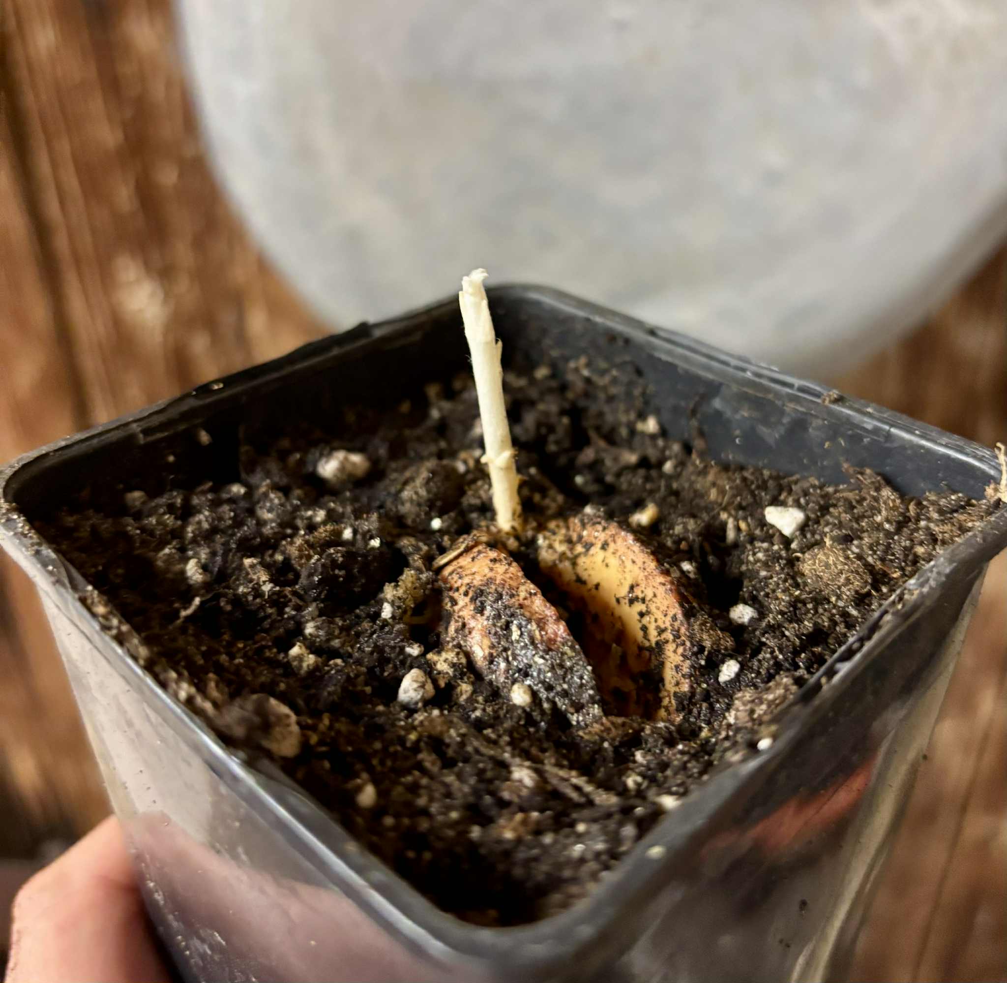 Couepia polyandra - Olosapo - 1 potted seedling / 1 getopfter Sämling